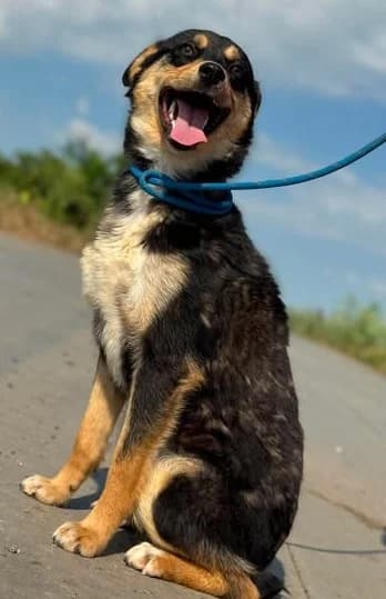 Entsorgte Hilla sucht neue Hoffnung, female young Mixed Breed for adoption at SOS-Strassentiere e.V., Berlin-Köpenick