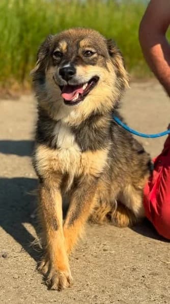 Menschenfreundin und Herzenshündin Ottla, female young Mixed Breed for adoption at SOS-Strassentiere e.V., Berlin-Köpenick