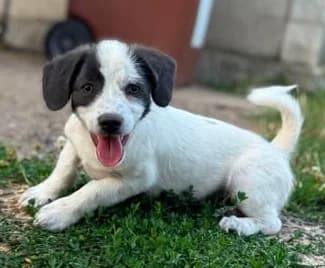 Ein zum Verlieben, male puppy Mixed Breed for adoption at SOS-Strassentiere e.V., Berlin-Köpenick