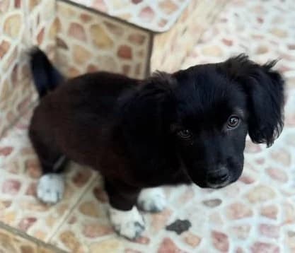 Vinka – ein unerschrockenes Welpenmädchen sucht liebe Familie, female puppy Mixed Breed for adoption at SOS-Strassentiere e.V., Berlin-Köpenick