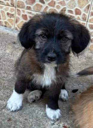 Lebenslustiges Vivien freut sich über jeden, male puppy Mixed Breed for adoption at SOS-Strassentiere e.V., Berlin-Köpenick