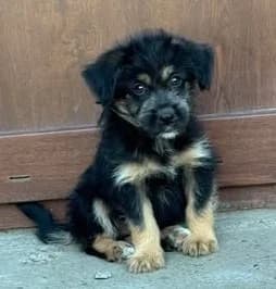 Welpenbub Wölfi sucht dringend Zuhause, male puppy Mixed Breed for adoption at SOS-Strassentiere e.V., Berlin-Köpenick