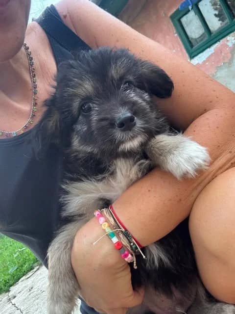 Welpenbub Waldi möchte nicht länger ohne Familie sein, male puppy Mixed Breed for adoption at SOS-Strassentiere e.V., Berlin-Köpenick