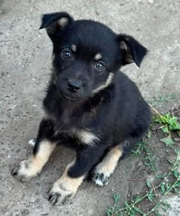 Zuckerpüppi Wendy sucht liebe Familie, female puppy Mixed Breed for adoption at SOS-Strassentiere e.V., Berlin-Köpenick