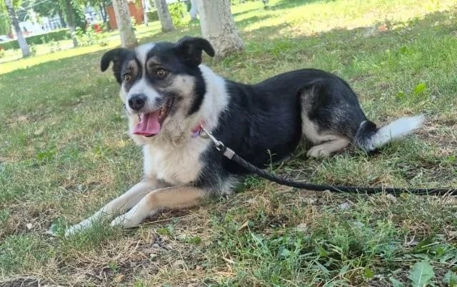 Prinzessin Jasmina sucht einfühlsames Zuhause, female 4yo Mixed Breed for adoption at SOS-Strassentiere e.V., Berlin-Köpenick