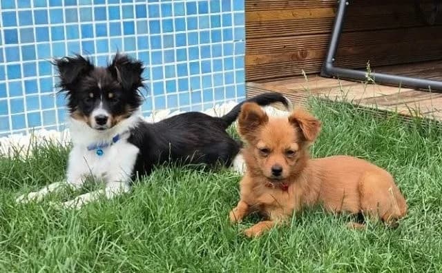 Milo & Minnie – zwei reizende Zaubermäuse, female puppy Mixed Breed for adoption at SOS-Strassentiere e.V., Berlin-Köpenick