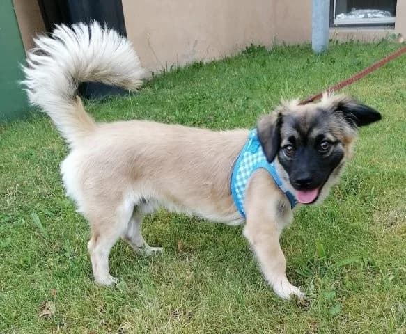 Niedlicher kleiner Benny sucht neues Zuhause, male puppy Mixed Breed for adoption at SOS-Strassentiere e.V., Berlin-Köpenick