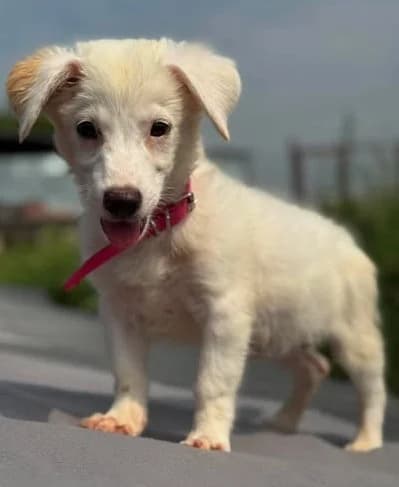 Hundekind Leyla sucht liebes Zuhause, female puppy Mixed Breed for adoption at SOS-Strassentiere e.V., Berlin-Köpenick