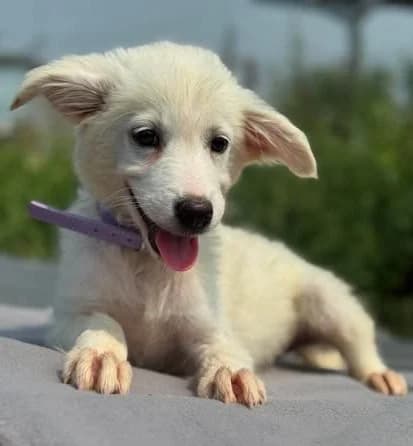 Leonie – ein auf der Suche nach dem Glück, female puppy Mixed Breed for adoption at SOS-Strassentiere e.V., Berlin-Köpenick
