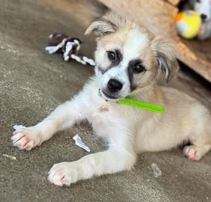 Hundekind Lord – ein kleiner Prachtkerl sucht sein Zuhause, male puppy Mixed Breed for adoption at SOS-Strassentiere e.V., Berlin-Köpenick