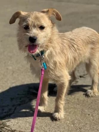 Bezauberndes Tinchen – eine Seele von Hund sucht liebes Zuhause, female young Mixed Breed for adoption at SOS-Strassentiere e.V., Berlin-Köpenick