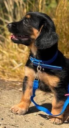 Hundekind Mickie sucht großartiges Zuhause, male puppy Mixed Breed for adoption at SOS-Strassentiere e.V., Berlin-Köpenick