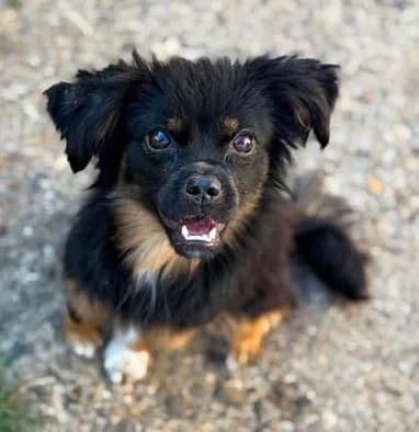 Karline – klein, aber oho, female young Mixed Breed for adoption at SOS-Strassentiere e.V., Berlin-Köpenick