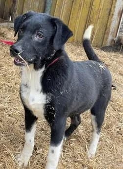 Liebenswerter Camillo sucht entspanntes Zuhause, male 3yo Mixed Breed for adoption at SOS-Strassentiere e.V., Berlin-Köpenick