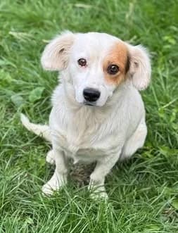Entspannte kleine Jara sucht liebe Menschen, female young Mixed Breed for adoption at SOS-Strassentiere e.V., Berlin-Köpenick