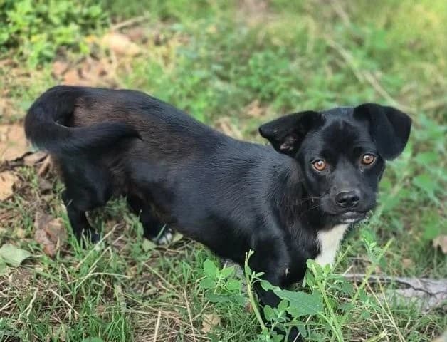 Lebensfrohe kleine Ebbi – gerettet in letzter Minute, female Mixed Breed for adoption at SOS-Strassentiere e.V., Berlin-Köpenick