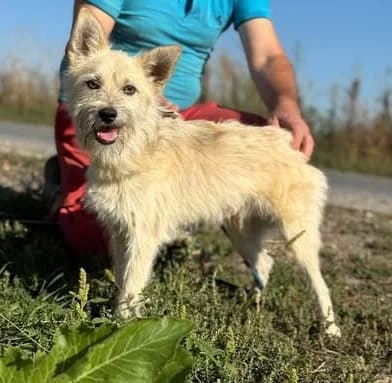 Fröhlicher Asterix sucht Zuhause, male Mixed Breed for adoption at SOS-Strassentiere e.V., Berlin-Köpenick