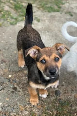 Fröhliches Jessie, female puppy Mixed Breed for adoption at SOS-Strassentiere e.V., Berlin-Köpenick