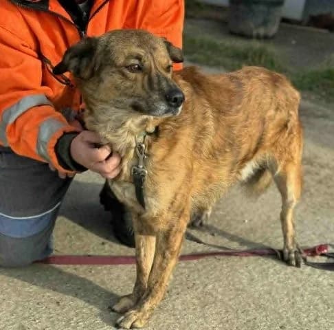 Lieber Pechvogel Rico sucht das Glück, male 3yo Mixed Breed for adoption at SOS-Strassentiere e.V., Berlin-Köpenick