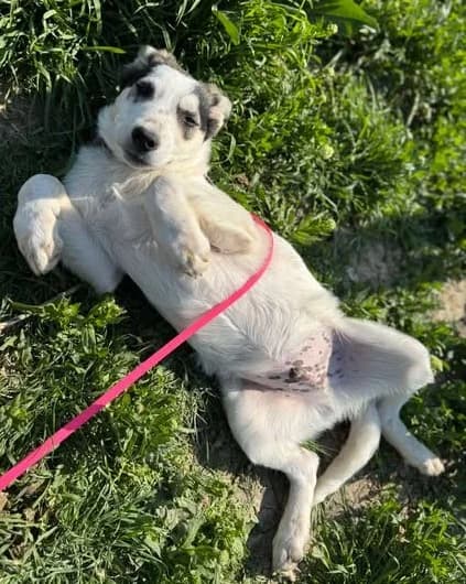 Junghund Collin möchte geliebt werden, male young Mixed Breed for adoption at SOS-Strassentiere e.V., Berlin-Köpenick