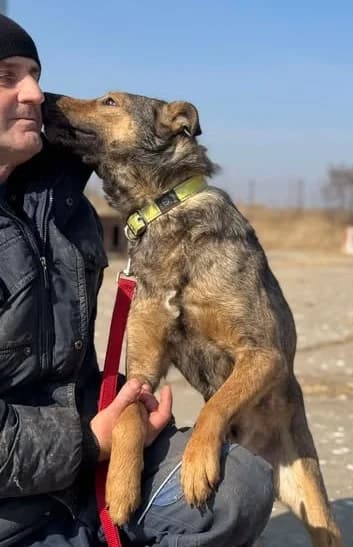 Menschenfreund Pascha, male 4yo Mixed Breed for adoption at SOS-Strassentiere e.V., Berlin-Köpenick