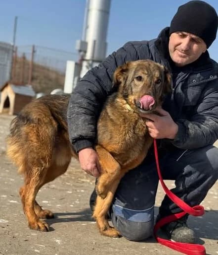 Junghund Marko – voller Energie und Lebensfreude, male 3yo Mixed Breed for adoption at SOS-Strassentiere e.V., Berlin-Köpenick