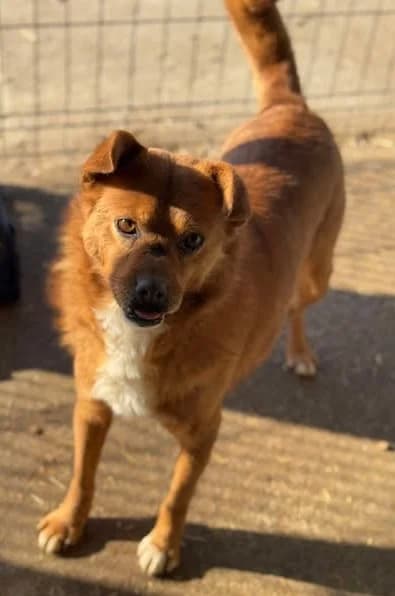 Tristan – ein ruhiger Geselle sucht gemütliches Zuhause, male Mixed Breed for adoption at SOS-Strassentiere e.V.