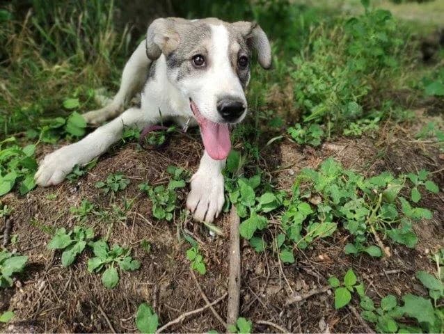 Golo, hübscher Welpenbub sucht Familienanschluss, male young Mixed Breed for adoption at SOS-Strassentiere e.V., Berlin-Köpenick