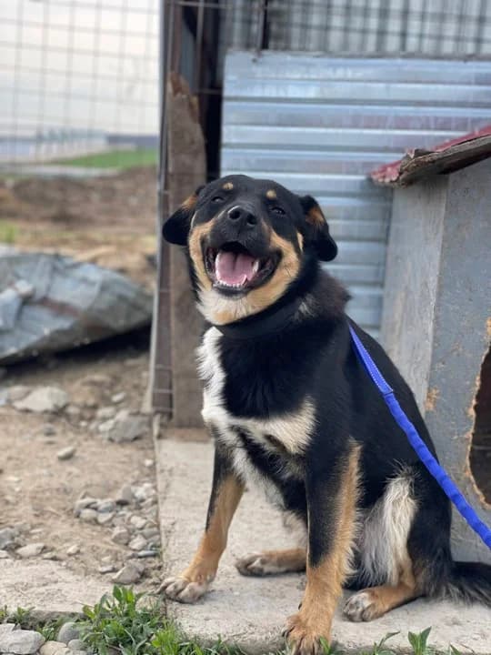 Menschenfreund Marek sucht Zuhause, male Mixed Breed for adoption at SOS-Strassentiere e.V.