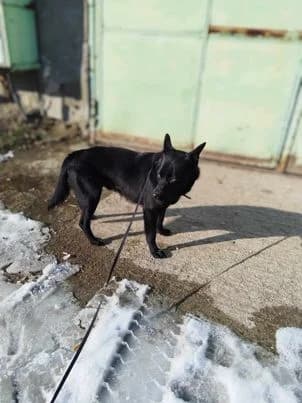 Freundlicher Franjo sucht Anschluss, male Mixed Breed for adoption at SOS-Strassentiere e.V.