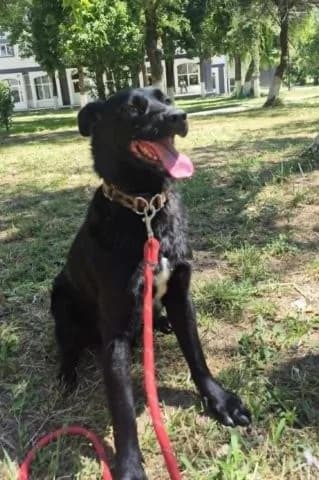 Fabian sucht Zuhause, male 3yo Mixed Breed for adoption at SOS-Strassentiere e.V., Berlin-Köpenick