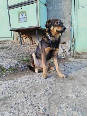 Sensibler Arnold sucht dringend Zuhause, male Mixed Breed for adoption at SOS-Strassentiere e.V.