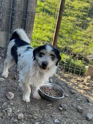 Hundebub Noris, male Mixed Breed for adoption at SOS-Strassentiere e.V.
