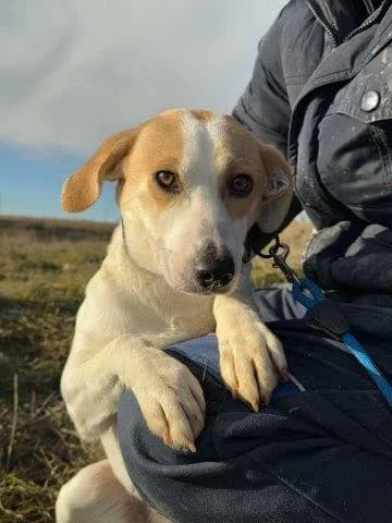 Hundemama Teresa sucht einfühlsames Zuhause, female Mixed Breed for adoption at SOS-Strassentiere e.V., Berlin-Köpenick