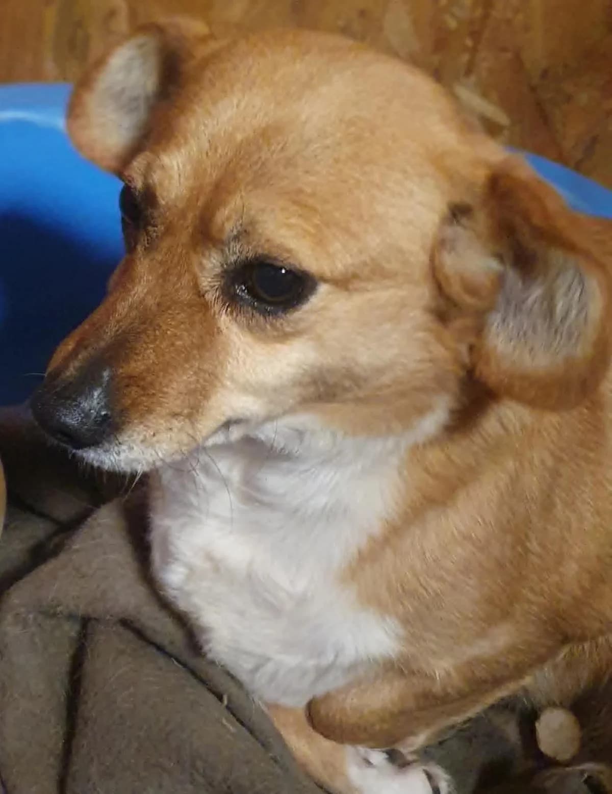 Vafla,  6yo Mixed Breed for adoption at Saving Saints Rescue UK (Big Paws Welfare)