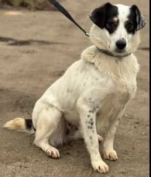 Lebensfrohe Laika bettelt um Liebe, female young Mixed Breed for adoption at SOS-Strassentiere e.V., Berlin-Köpenick