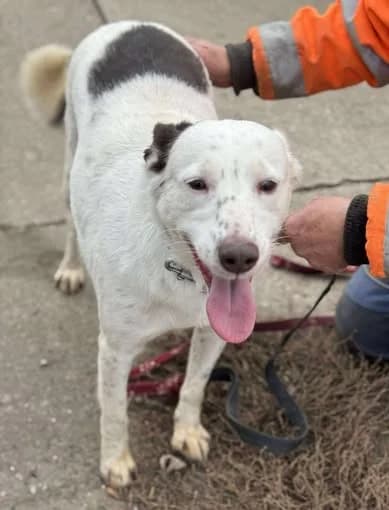 Coro,  3yo Mixed Breed for adoption at Saving Saints Rescue UK (Big Paws Welfare)