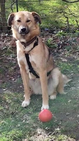 Sensible Schmuse-Raluca sucht einfühlsames Zuhause, female Mixed Breed for adoption at SOS-Strassentiere e.V.