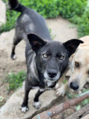 Liebe Zita wurde lange übersehen, female 3yo Mixed Breed for adoption at SOS-Strassentiere e.V., Berlin-Köpenick