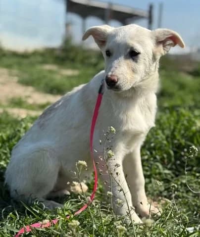 Hundekind Claire sucht liebevolles Zuhause, female young Mixed Breed for adoption at SOS-Strassentiere e.V., Berlin-Köpenick
