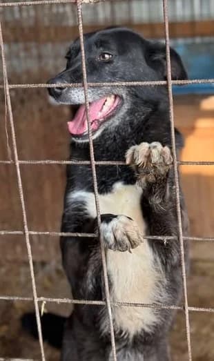 Hagrid,  5yo Mixed Breed for adoption at Saving Saints Rescue UK (Big Paws Welfare)