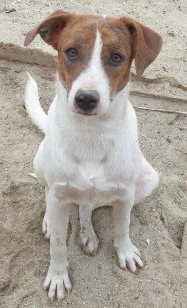 Hundedame Ellie sucht einfühlsames Zuhause, female Mixed Breed for adoption at SOS-Strassentiere e.V.