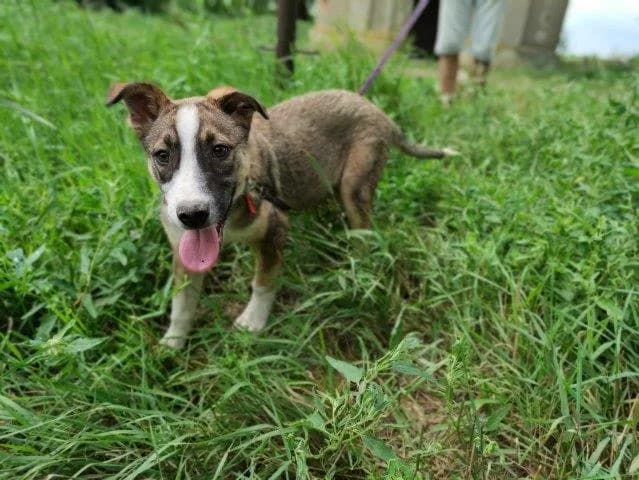 Udomi me,  young Mixed Breed for adoption at Sklonište za napuštene kućne ljubimce