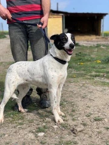 Barry,  Mixed Breed for adoption at Saving Saints Rescue UK (Big Paws Welfare)