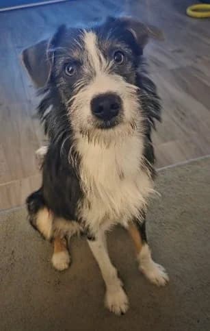 Aufgeweckte Junghündin Stella sucht aktives Zuhause, female Mixed Breed for adoption at SOS-Strassentiere e.V.