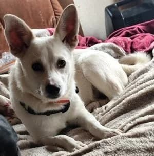 Winston,  3yo Mixed Breed for adoption at Saving Saints Rescue UK (Big Paws Welfare)