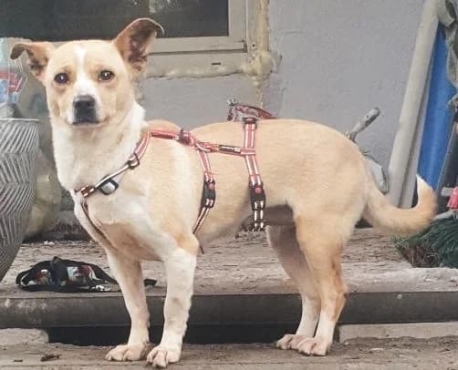 Rosetta – ein liebenswertes Seelchen, female Mixed Breed for adoption at SOS-Strassentiere e.V.