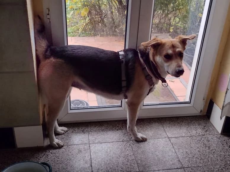 Schmuse-Bailey passt auf,  Mixed Breed for adoption at SOS-Strassentiere e.V.