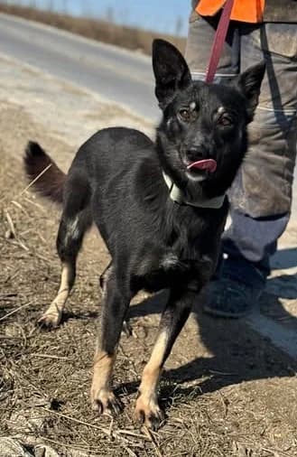Rori, female Mixed Breed for adoption at Shepa Kavadartsi
