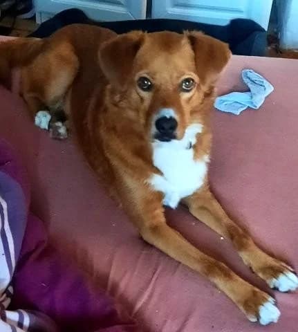 Katinka sucht liebevolles Zuhause, female Mixed Breed for adoption at SOS-Strassentiere e.V.